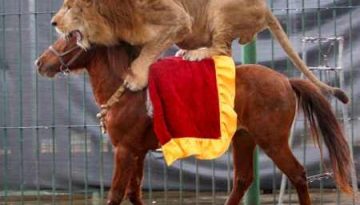 lion-on-a-horse