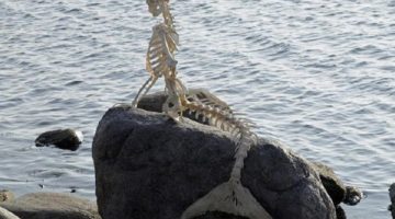 mermaid-skeleton