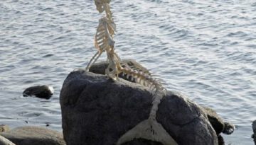 mermaid-skeleton