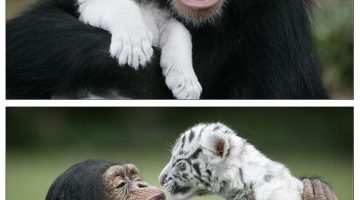 monkey-white-tiger-cub