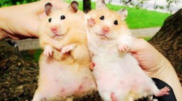 pair-hamsters