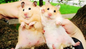 pair-hamsters