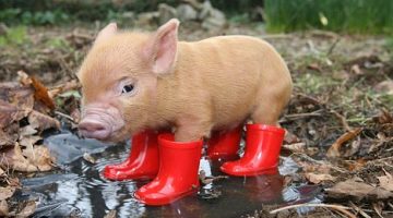 piglet-boots