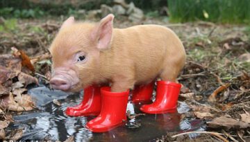 piglet-boots