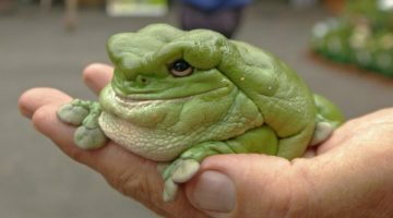 satisfiedfrog