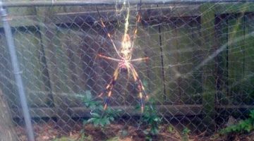 backyard-spider-monster