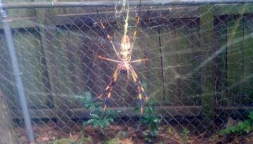 backyard-spider-monster