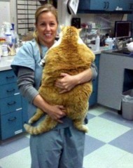 Big Fat Cat - 1Funny.com