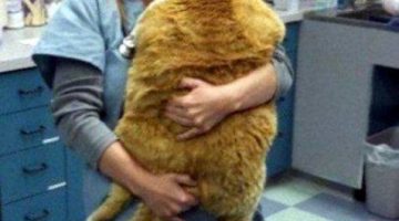 big-fat-cat