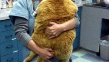 big-fat-cat