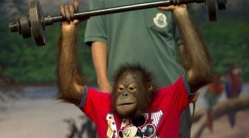 chimpcercise