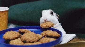 cookie-bunny