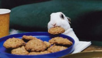 cookie-bunny