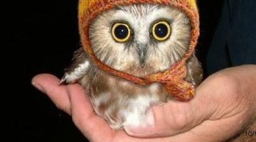 cute-owl