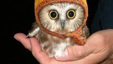 cute-owl