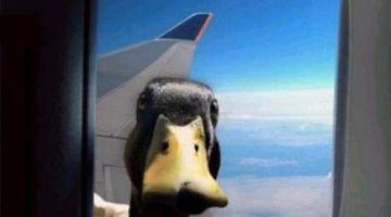 duck-in-window