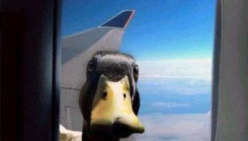 duck-in-window