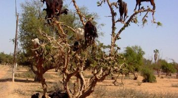 goats-on-a-tree