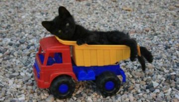 kitten-truck