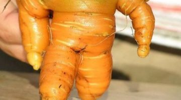 monster-carrot