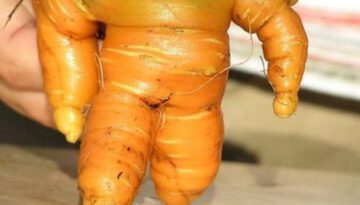 monster-carrot