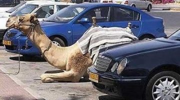 parked-camel