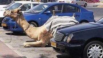 parked-camel
