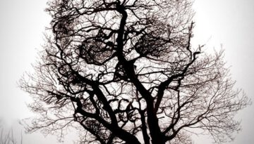 tree-of-death