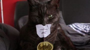 batman-cat-costume