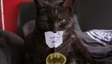 batman-cat-costume