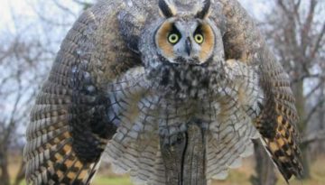battle-owl