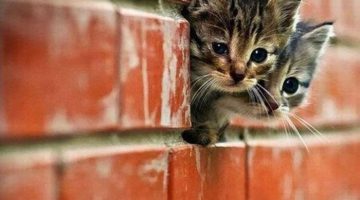 cute-kittens-wall