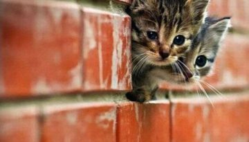 cute-kittens-wall
