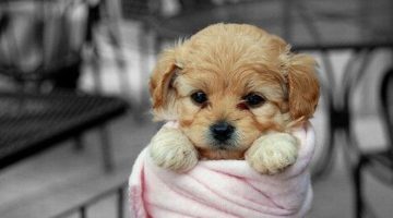 cute-puppy