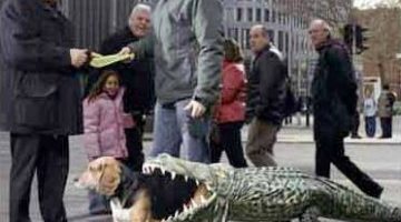 dog-gator