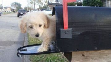 dog-mail