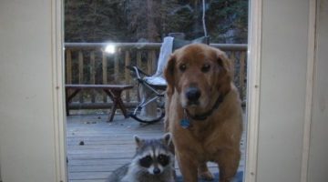 dog-racoon