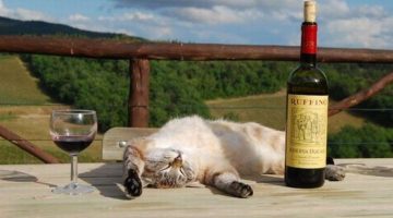 drunk-cat