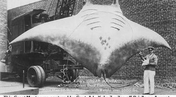 giant-manta