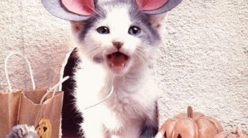 kitten-mouse