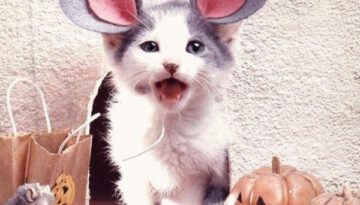 kitten-mouse