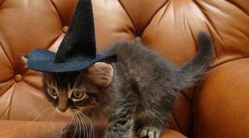 kitten-witch