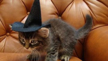 kitten-witch