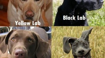 lab-dogs