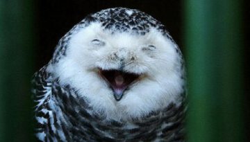 laughing-owl