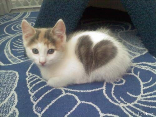 Image result for cat and hearts in love