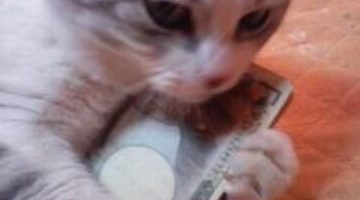 money-cat