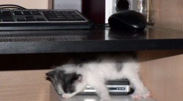 napping-computer-kitten