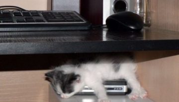 napping-computer-kitten