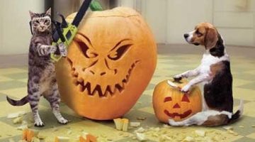 pet-pumpkin-carving